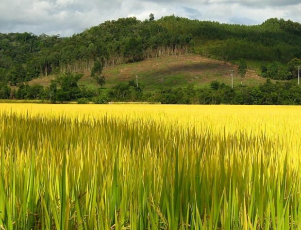 plantação de arroz