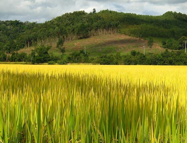 A agricultura é a principal atividade econômica da Guiana Francesa e os principais produtos agrícolas são arroz, banana, cana-de-açúcar e café.