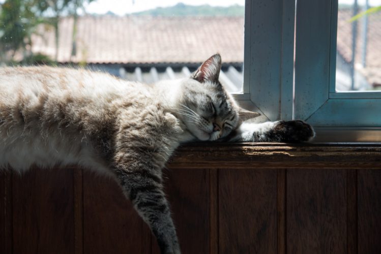 Como um gato tem a expectativa de vida de até 20 anos, isso equivale a cerca de um século da vida humana.-Roberto Huczek Unsplash