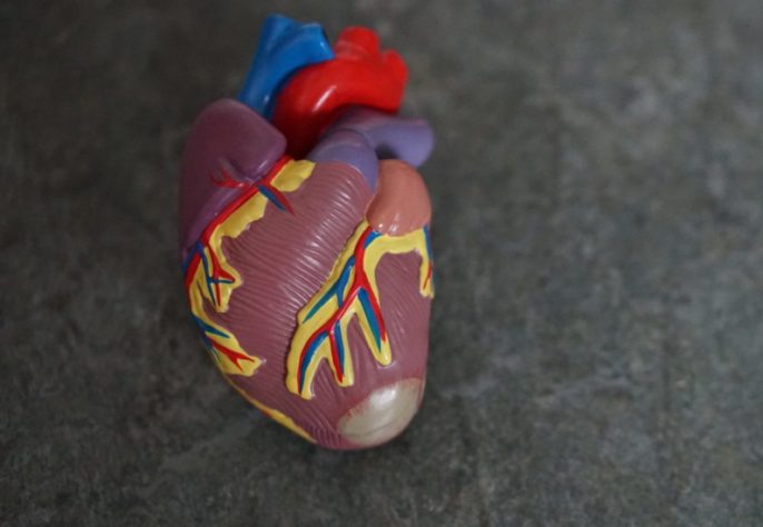 coração - órgão