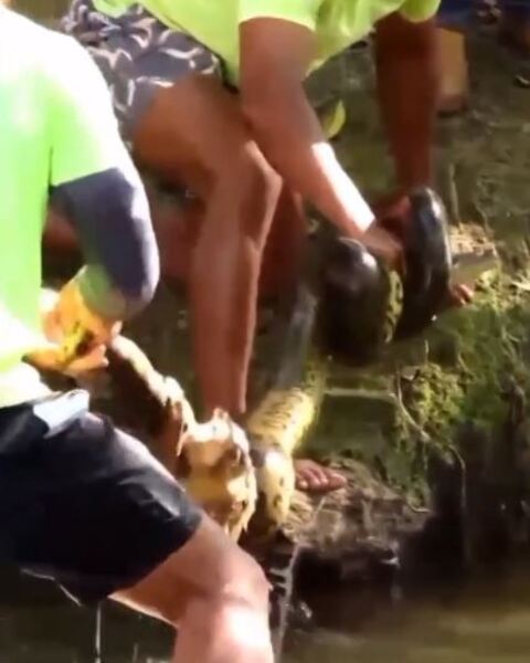 Algumas pessoas, entÃ£o, puxaram os animais e retiraram o macaco do domÃ­nio da cobra. DÃ¡ pra ver o macaco preso pela cobra quando as pessoas puxam os dois. 