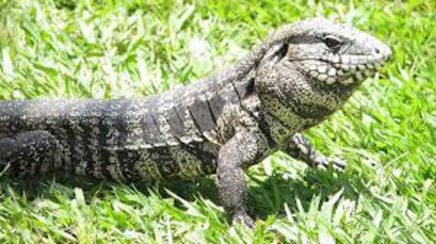 A suspeita é que tutores abandonem os lagartos em áreas de mata quando eles crescem demais. A preocupação é que os animais possam causar estragos ao ecossistema local.