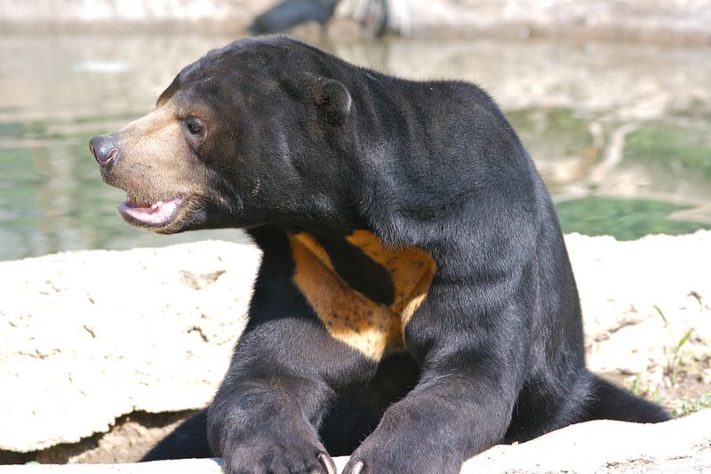 FOTO: Ryan E. Poplin/Wikimedia Commons