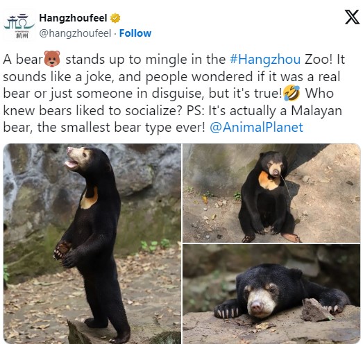"Um urso se levanta para se misturar aos visitantes no zoológico de Hangzhou! Parece brincadeira, e as pessoas se perguntam se é um urso de verdade ou apenas alguém disfarçado, mas é verdade! Quem diria que ursos gostam de socializar?", diz a mensagem.