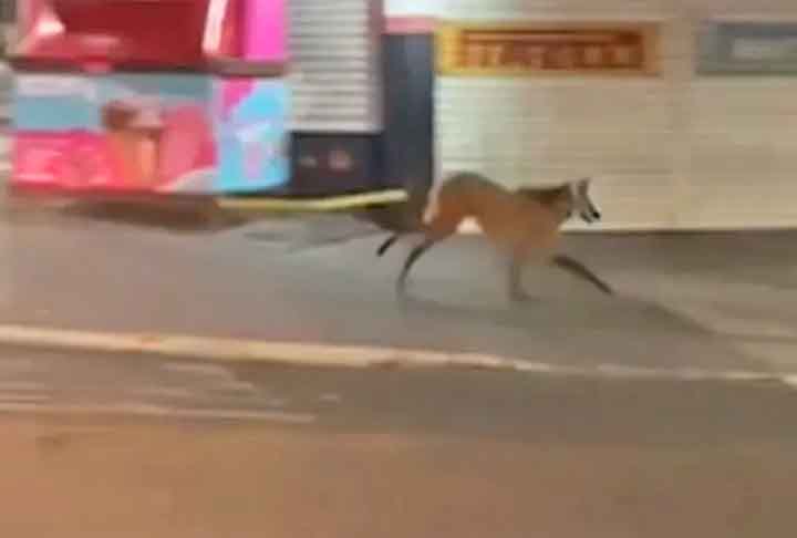 Lobo-guará é flagrado na rua