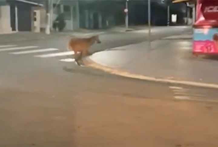 A moradora, surpreendida com a presença da espécie em área urbana disse, ainda, que percebeu a presença de uma viatura da Polícia Militar nas proximidades, monitorando o 
