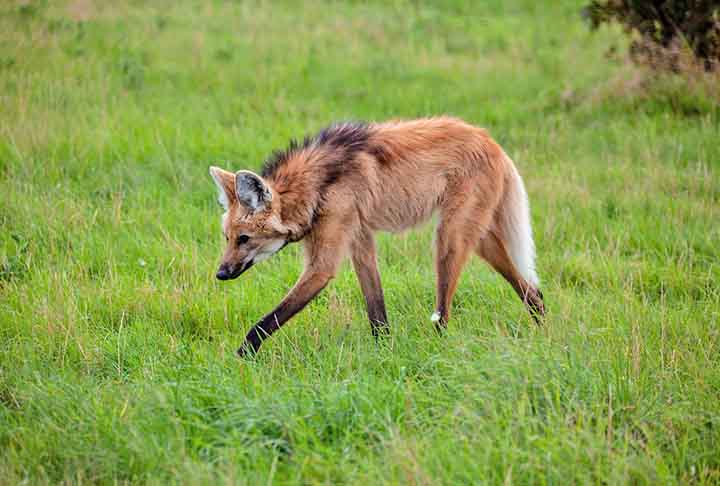 A fauna também é rica, abrigando animais como lobos-guarás, tamanduás-bandeira e diversas aves.