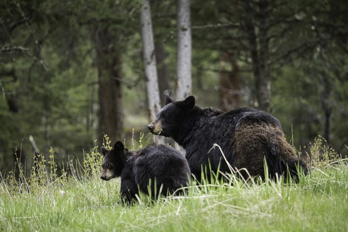 Urso