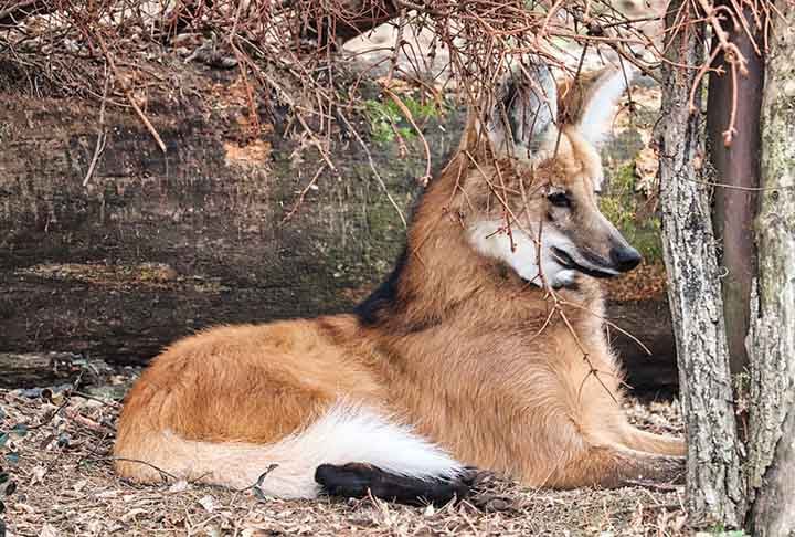 O lobo-guará prefere ambientes com baixa quantidade de arbustos e vegetação pouco densa. É, aliás, o maior canídeo da América do Sul. Pode pesar entre 20 e 30 quilos e medir até 90 centímetros na altura da cernelha.