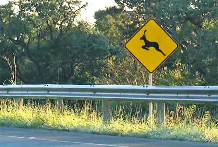 Passagens de fauna 