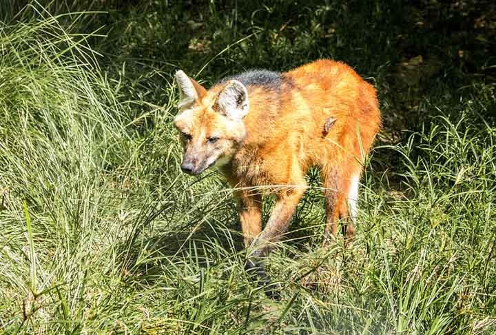 Essa espécie vive em savanas do Brasil, Paraguai, Argentina e Bolívia. Animal típico do Cerrado, cumpre importante papel na dispersão de sementes de frutos, principalmente da lobeira, um pequeno arbusto ou árvore de até 5 metros de altura.