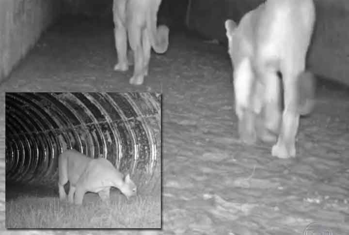 JÃ¡ foram tambÃ©m capturadas imagens de uma famÃ­lia de onÃ§as pardas usando as â??passagens de faunasâ??