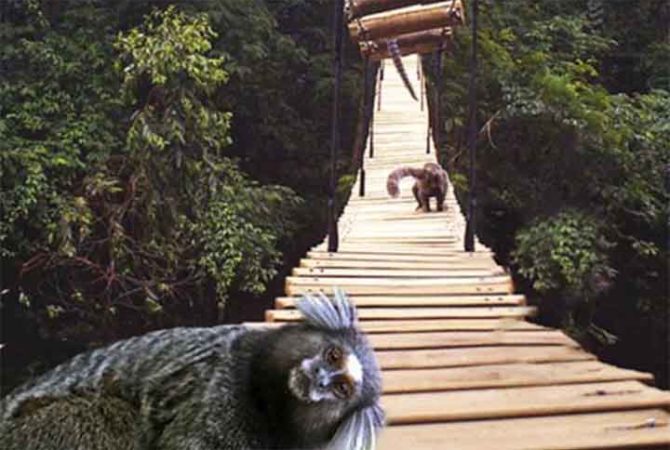 Pontes ecológicas em cidade de MT garantem segurança a macacos raros da Amazônia