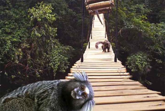 Passagens de fauna 