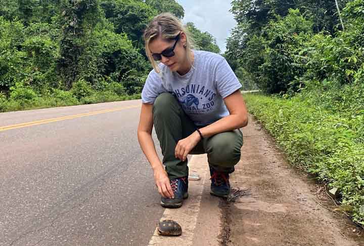 O avanço de urbanização em áreas de mata acabou causando uma exposição dos animais silvestres a risco, principalmente de atropelamento em estradas. ansão humana criou um maior contato com os animais silvestres, já que invadiu seu habitat natural. Contudo, em algumas situações esse encontro pode ser perigoso como nas rodovias onde motoristas acabam atropelando bichos. Contudo, medidas estão sendo implantadas para solucionar isso.  -  (crédito: Instagram @nanda_abra)