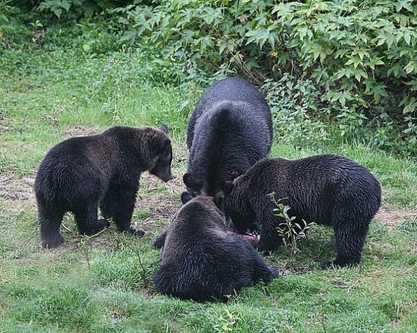 Urso