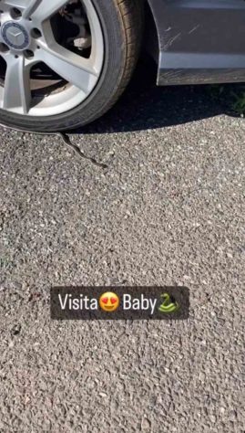 Cobras em áreas urbanas