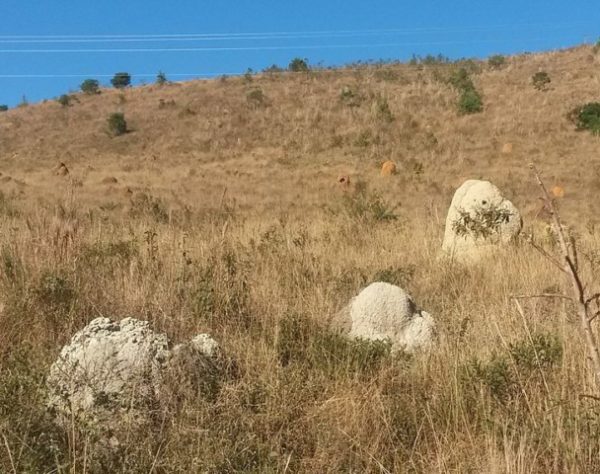 círculos de fadas