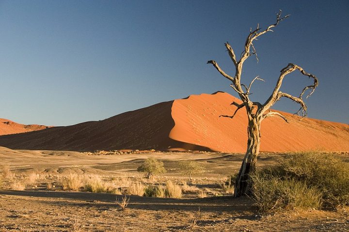 Cientistas encontram fóssil de salamandra gigante