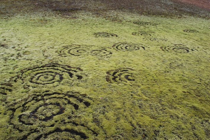 círculos de fadas