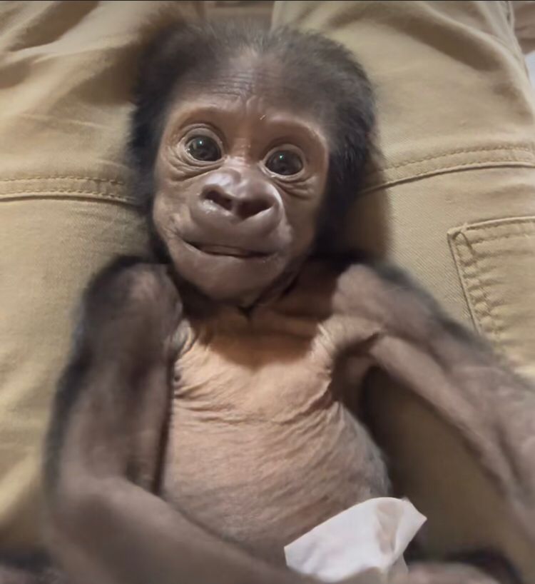 Quando o pai finalmente colocou o filho no chão, foi o momento  emque os funcionários do zoológico correram para pegá-lo.