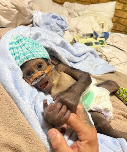 Com apenas um dia de vida, o pequeno gorila foi diagnosticado com pneumonia.