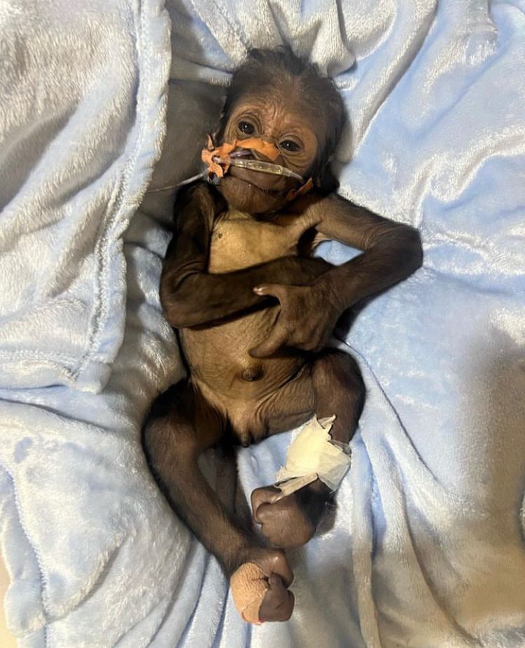 “Com um bebê, as coisas são mais fáceis, mas com um gorila, pode ter certeza que vai ser mais difícil”,  contou Chad.