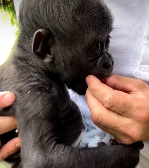 Segundo Chad, os veterinários do zoológico chegaram a considerar aplicar eutanásia no pequeno Kaius.