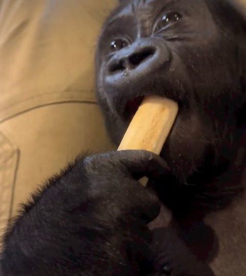 A intenção inicial da equipe era alimentar o filhote e então devolvê-lo para a mãe, saudável, mas o cuidador percebeu que algo estava errado com o gorila.