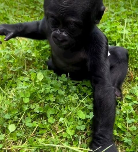 Foi a partir dos cuidados de Chad que Kaius começou a melhorar e a se desenvolver. Foi preciso acostumar o gorila a conviver com outros membros do zoológico para que ele não se apegasse apenas ao cuidador.