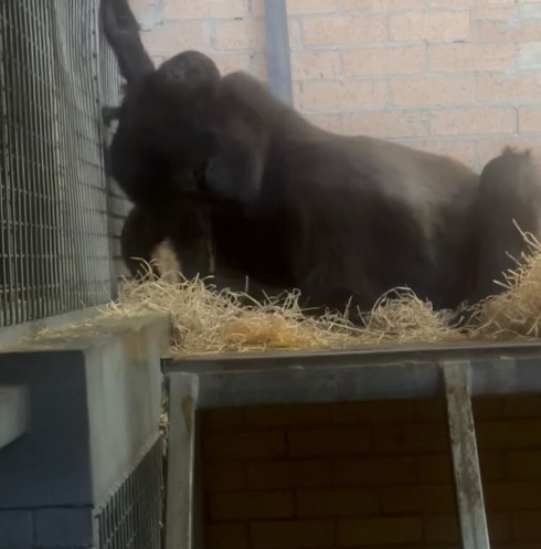 Nesse momento, surgiu G-Anne, uma gorila adulta que vive no parque. A equipe do zoológico introduziu Kaius a ela, que se tornou sua nova mãe adotiva.