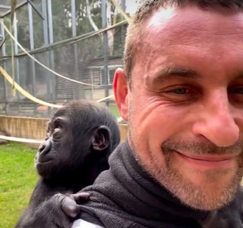 Afastado da mãe, gorila é ‘adotado’ por cuidador na Austrália