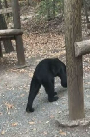 Urso