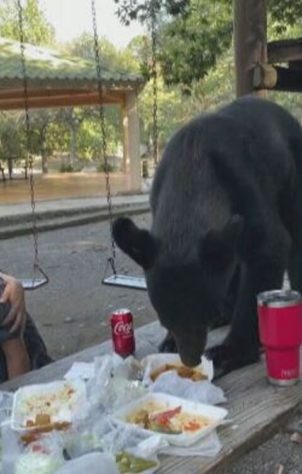 Urso