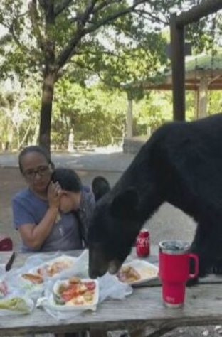 Urso