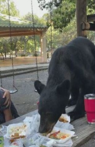 Urso