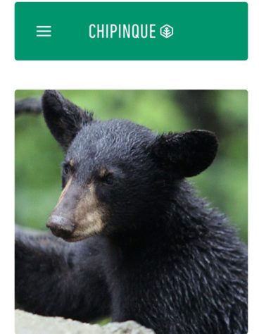 Urso