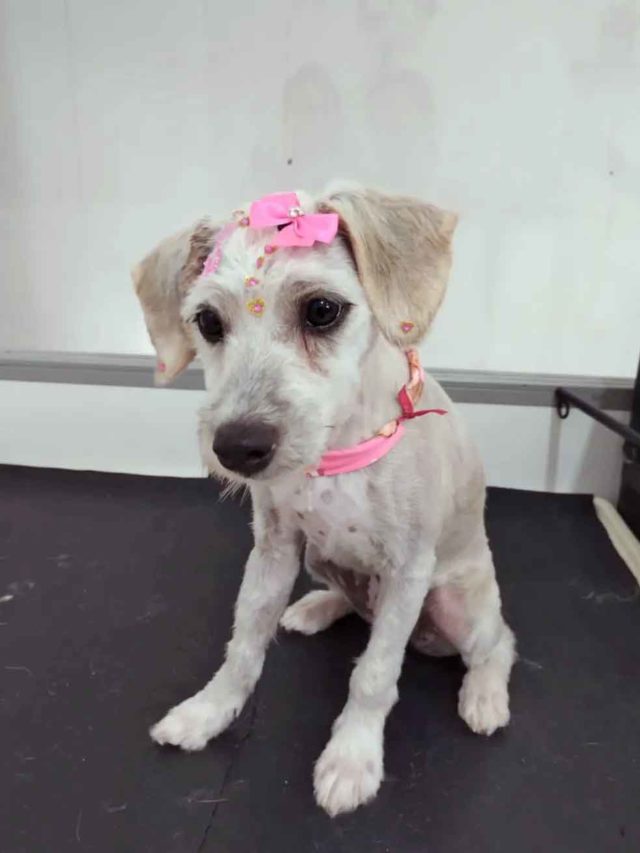 Pra quem não viu: Mulher compra sofá usado e encontra cachorro dentro