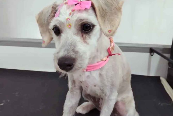 Pra quem não viu: Mulher compra sofá usado e encontra cachorro dentro