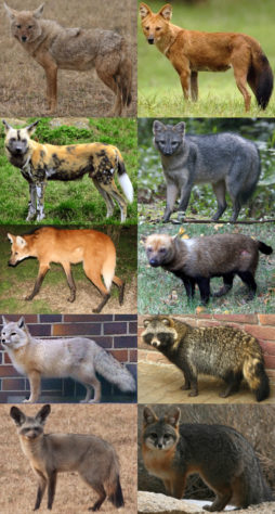 Animal híbrido