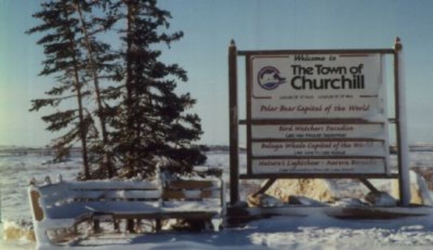 Os habitantes da cidade localizada às margens da Baía de Hudson, na província de Manitoba, estão sempre alertas com a presença comum desses grandes carnívoros.