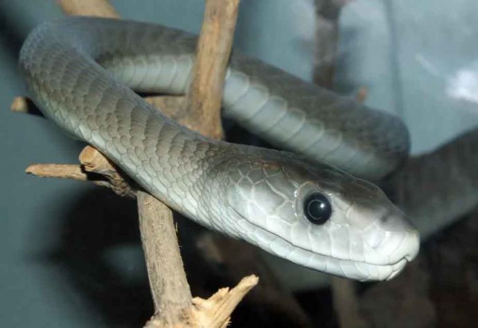 cobra mamba negra 
