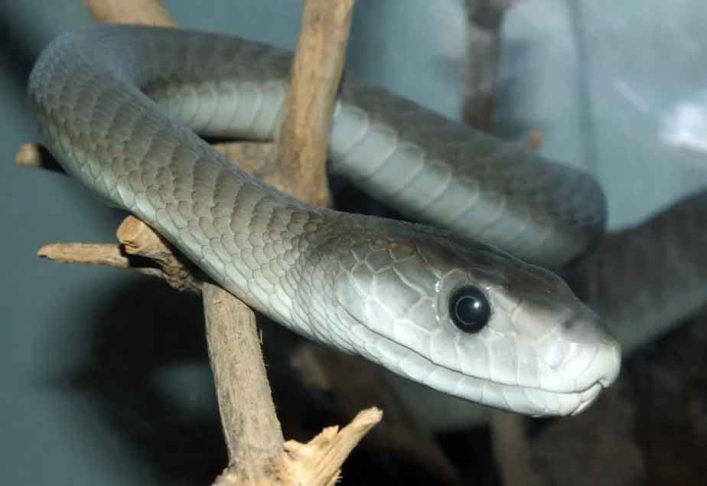 Usando amostras do sangue de Friede, cientistas criaram um antídoto experimental que, em testes com camundongos, neutralizou o veneno de 19 espécies de cobras altamente letais.