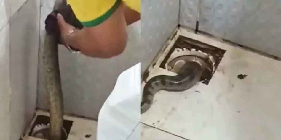 Cobras em áreas urbanas