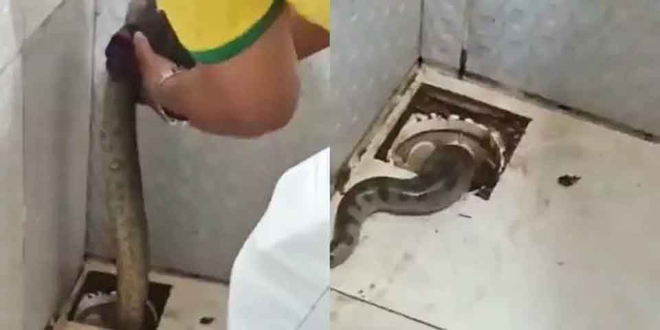 Em Belém, no Pará, uma sucuri apareceu no ralo do banheiro de uma casa. Um homem com luva e um pedaço de pau mexe na serpente, que vai embora pelo cano da residência. -Reprodução redes sociais 