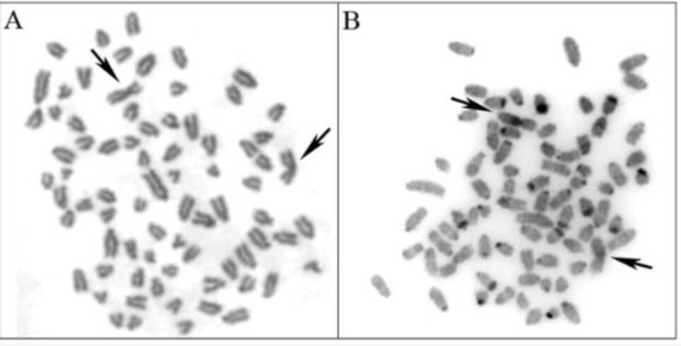 O cachorro doméstico tem 78 cromossomos e o graxaim-do-campo, 74, uma diferença importante no código genético das espécies. E veio a surpresa: o animal tinha 76 cromossomos.