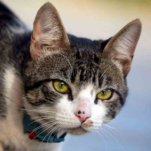 Os gatos podem emitir aproximadamente 100 barulhos e sons distintos, enquanto um cachorro produz cerca de 10.-Divulgação Petlove