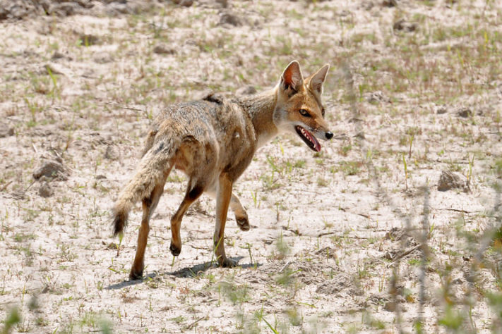 Animal híbrido