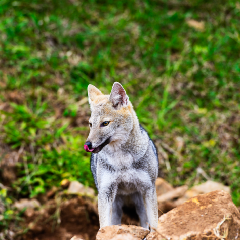 Animal híbrido