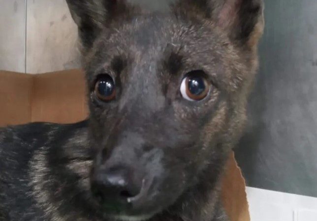 Mistura de espécies virou objeto de estudo no sul do Brasil: tão rara que exigiu vários exames